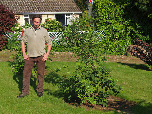 SAMBUCUS RACEMOSA subsp.KAMTSCHATICA