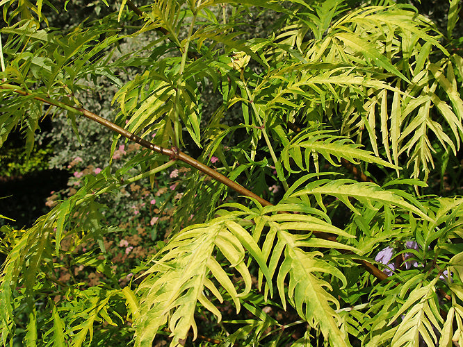 SAMBUCUS RACEMOSA 'ALTAMONT'