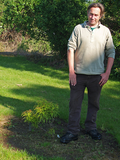 SAMBUCUS RACEMOSA 'GOLDENLOCKS'