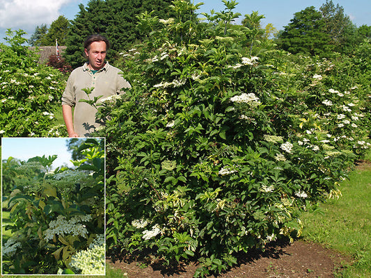 SAMBUCUS NIGRA 'ROBERT PIGGIN'