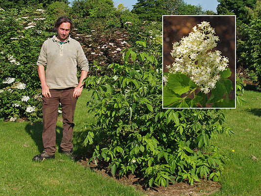 SAMBUCUS RACEMOSA var.SIEBOLDIANA