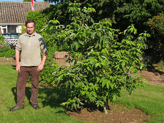 SAMBUCUS SACHALINENSIS