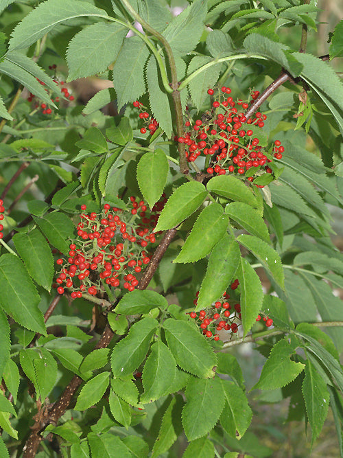 SAMBUCUS SACHALINENSIS RWS
