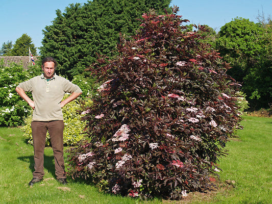 SAMBUCUS NIGRA 'THUNDERCLOUD'