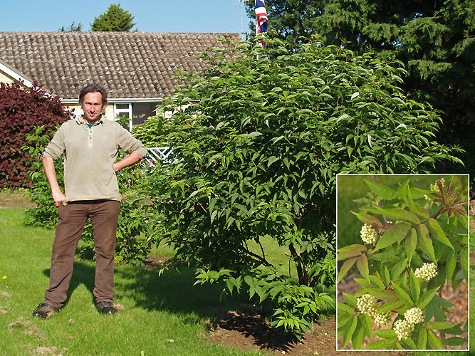 SAMBUCUS WILLIAMSII subsp.COREANA