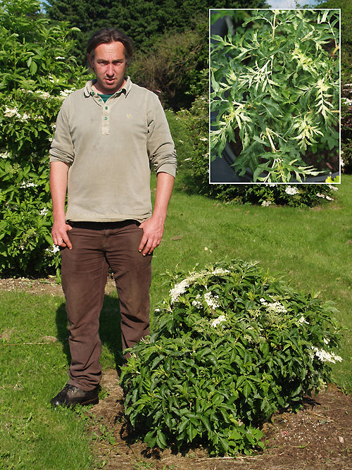 SAMBUCUS NIGRA 'NORFOLK SPECKLED'