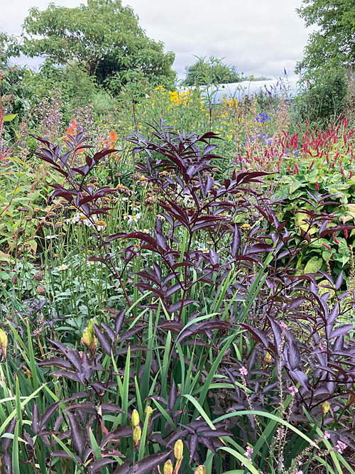Sambucus 'Black Cherry' | Fragrant Elder with Red Black Foliage