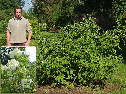 SAMBUCUS NIGRA subsp.CANADENSIS 'MAXIMA'