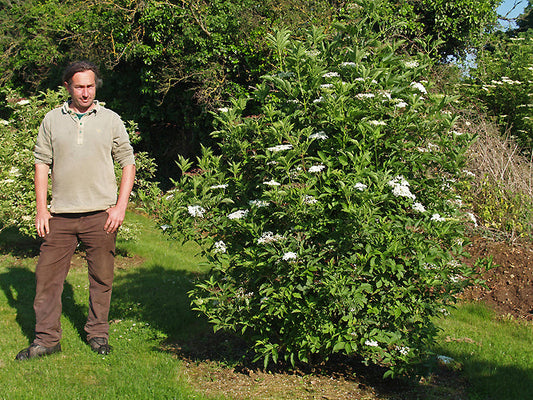 SAMBUCUS NIGRA 'PLENA'