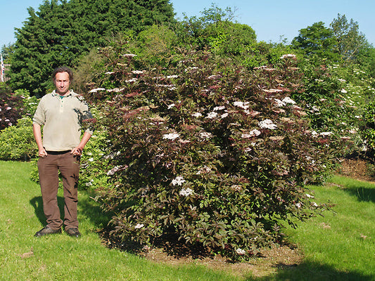 SAMBUCUS NIGRA 'GUINCHO PURPLE'