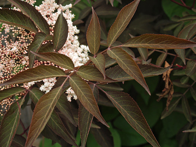 SAMBUCUS 'MILK CHOCOLATE' (9cm pot)