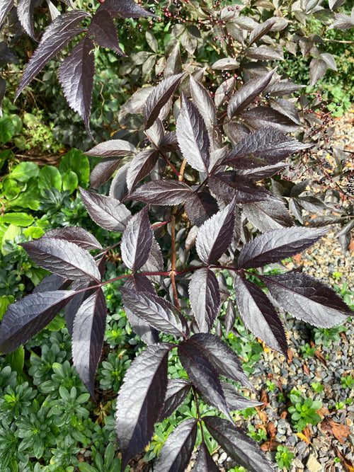 SAMBUCUS 'OCEAN DEPTHS'