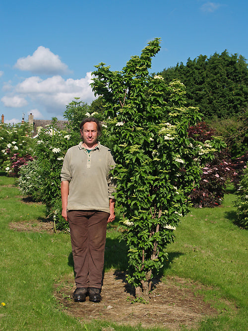 SAMBUCUS NIGRA 'PYRAMIDALIS'