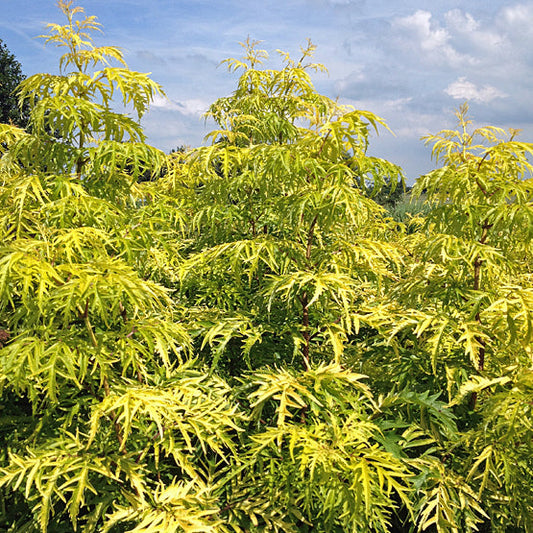 SAMBUCUS RACEMOSA 'LEMONY LACE'
