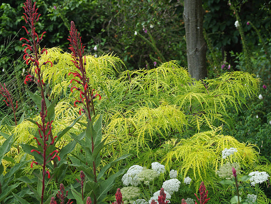 SAMBUCUS RACEMOSA 'WELSH GOLD'