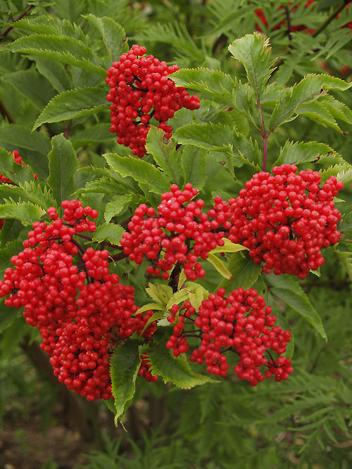 SAMBUCUS 'VERMILION SUMMERS'