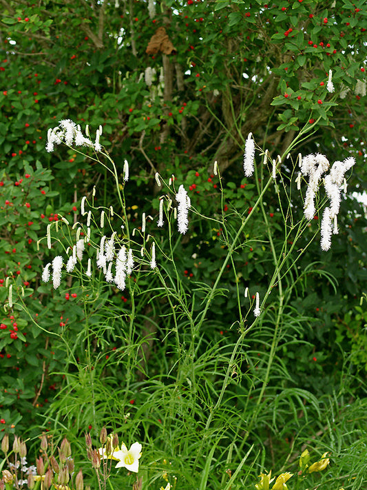 SANGUISORBA TENUIFOLIA var.ALBA tall form