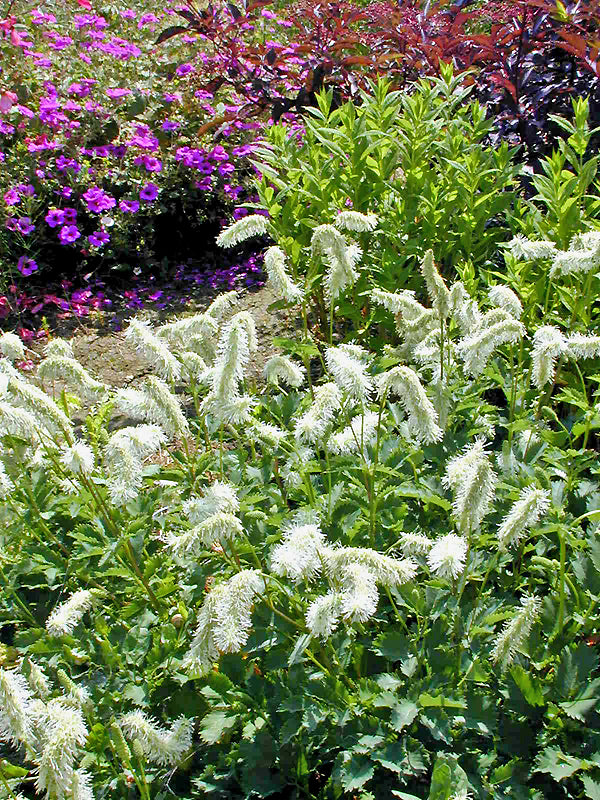 SANGUISORBA ALBIFLORA