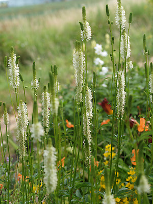 SANGUISORBA CANADENSIS