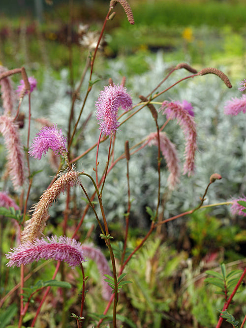 SANGUISORBA HAKUSANENSIS 'LILAC SQUIRREL'
