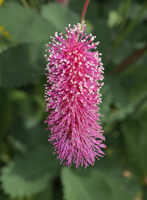SANGUISORBA MAGNIFICA