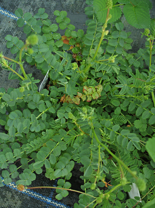 SANGUISORBA MINOR W&B BG K-4