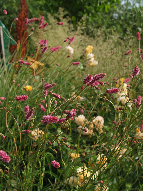 SANGUISORBA 'PINK TANNA'