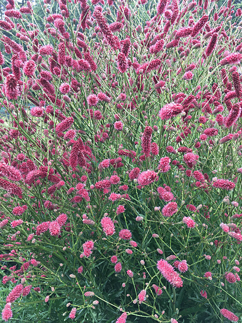 SANGUISORBA 'RASPBERRY COULIS'