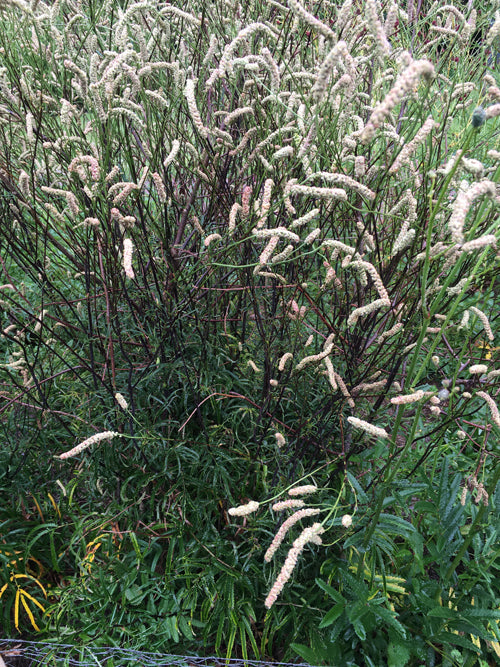 SANGUISORBA 'STRAWBERRY FROST'