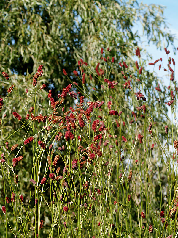 SANGUISORBA TENUIFOLIA var.PURPUREA clone 2