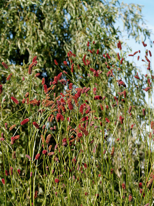 SANGUISORBA TENUIFOLIA var.PURPUREA clone 2