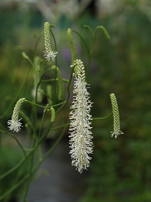 SANGUISORBA TENUIFOLIA var.ALBA from Jo Sharman
