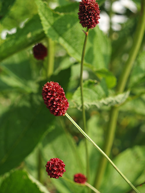 SANGUISORBA OFFICINALIS 'TSETSEGUUN' PAB 874