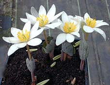 SANGUINARIA CANADENSIS