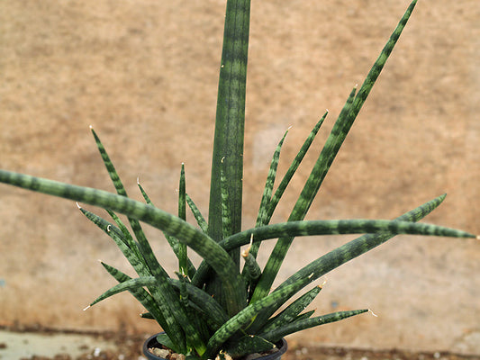 SANSEVIERIA  CYLINDRICA