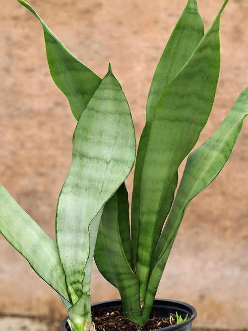 SANSEVIERIA TRIFACSIATA 'MOONSHINE'