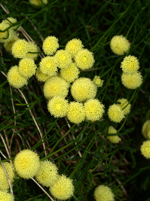 SANTOLINA ROSMARINIFOLIA subsp.ROSMARINIFOLIA 'PRIMROSE GEM'
