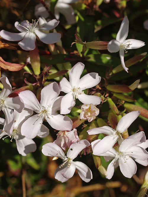 SAPONARIA OFFICINALIS W&B BG B-4