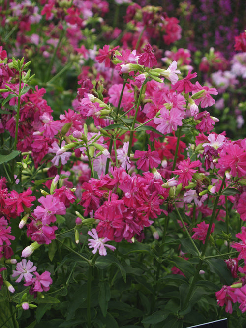 SAPONARIA OFFICINALIS 'RUBRA PLENA'