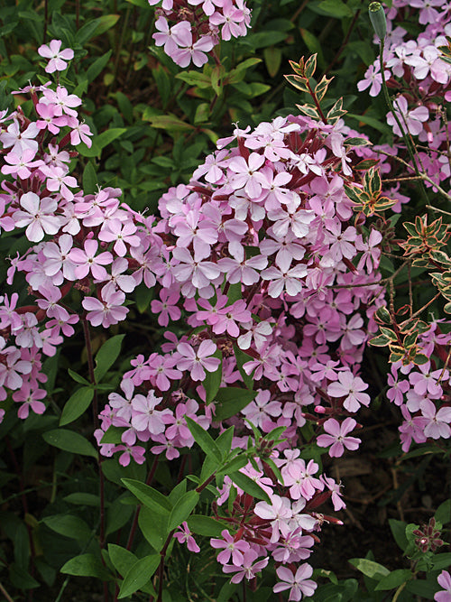 SAPONARIA INTERMEDIA