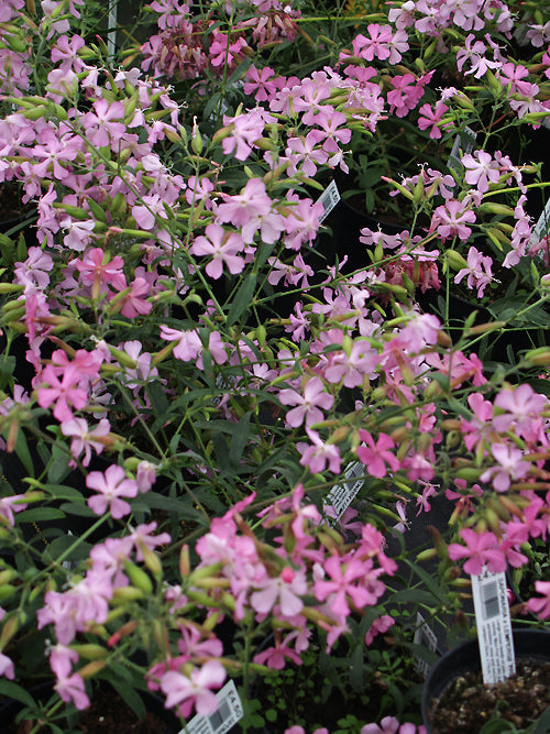 SAPONARIA x LEMPERGII 'FRITZ LEMPERG'