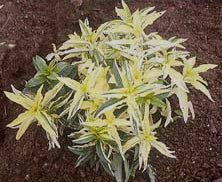 SAPONARIA OFFICINALIS 'DAZZLER'