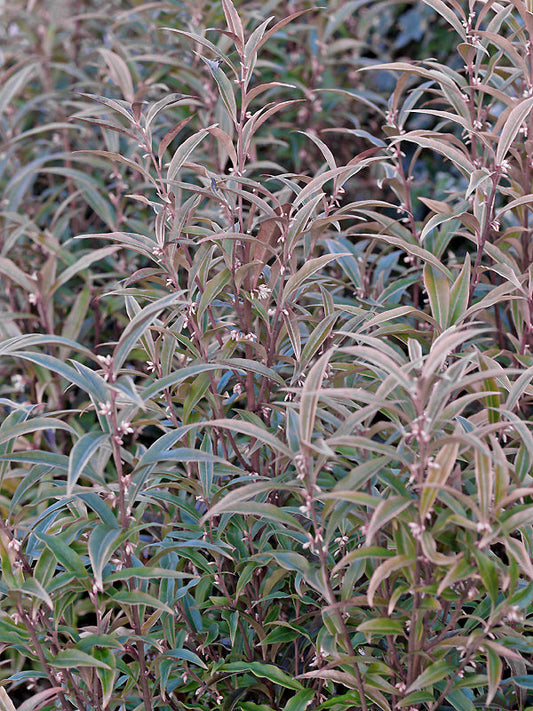 SARCOCOCCA HOOKERIANA var.DIGYNA