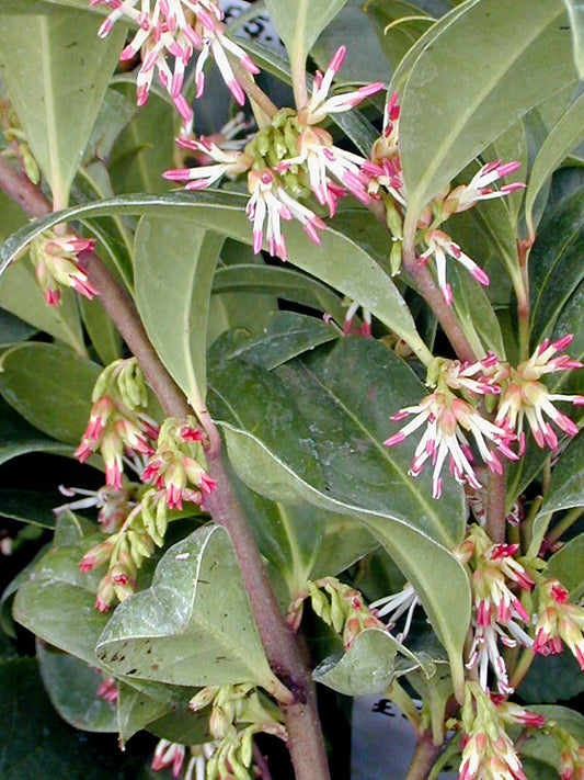 SARCOCOCCA HOOKERIANA var.HUMILIS