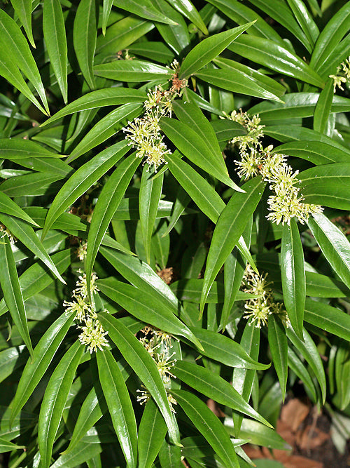 SARCOCOCCA SALIGNA