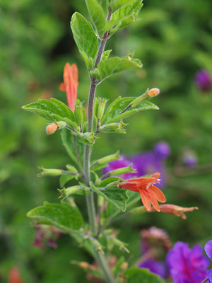 CALAMINTHA MIMULOIDES 'SUPERNOVA'