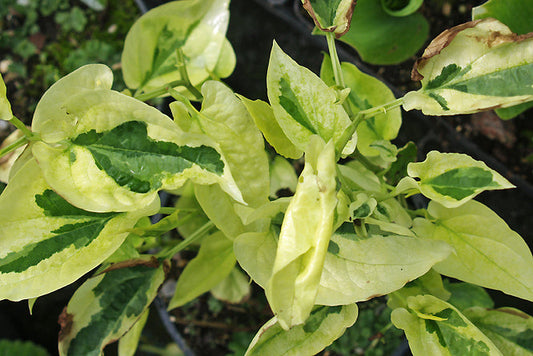 SAURURUS CERNUUS 'HERTFORD STREAKER'