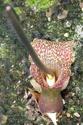 SAUROMATUM VENOSUM V 8776