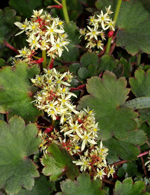 SAXIFRAGA FORTUNEI 'BLACKBERRY AND APPLE PIE'