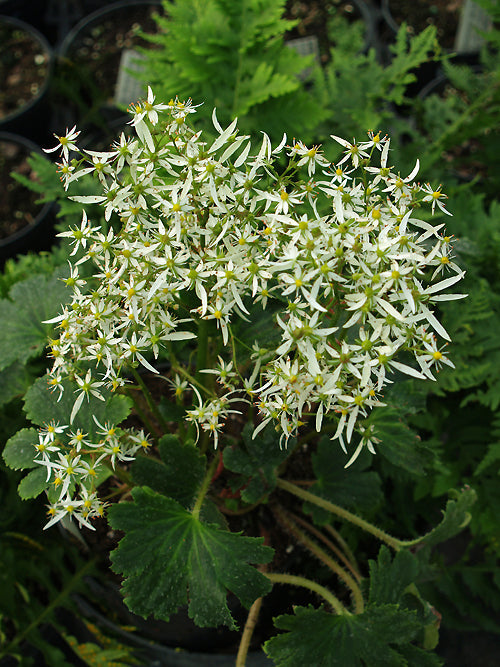 SAXIFRAGA FORTUNEI BUCKLAND